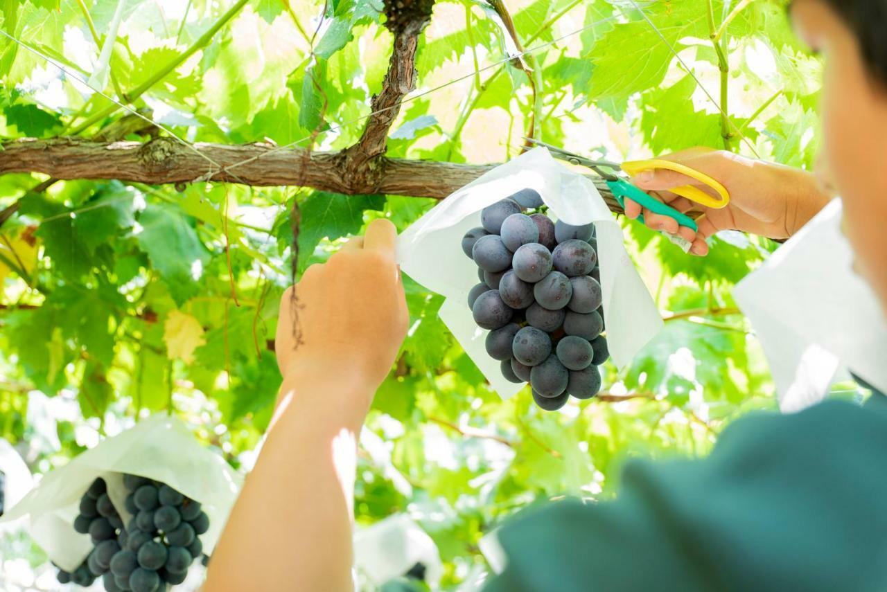 Fruit Park Fujiya Hotel Γιαμανάσι Εξωτερικό φωτογραφία