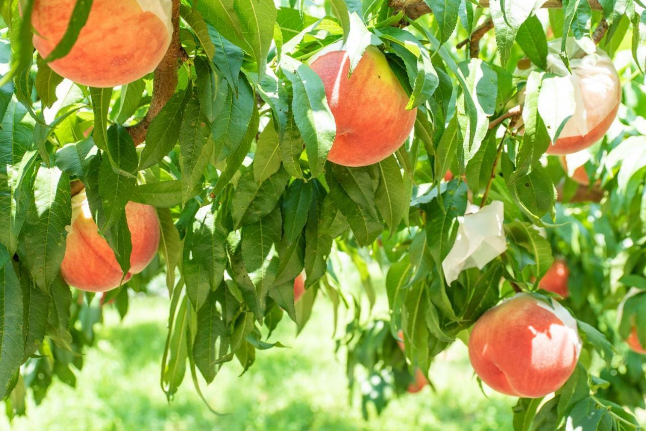 Fruit Park Fujiya Hotel Γιαμανάσι Εξωτερικό φωτογραφία
