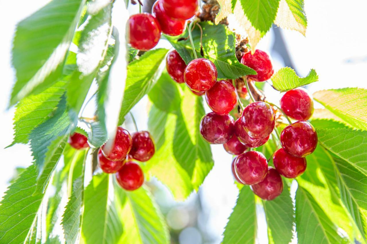 Fruit Park Fujiya Hotel Γιαμανάσι Εξωτερικό φωτογραφία