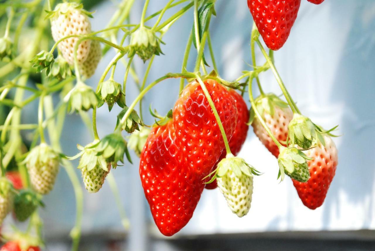 Fruit Park Fujiya Hotel Γιαμανάσι Εξωτερικό φωτογραφία