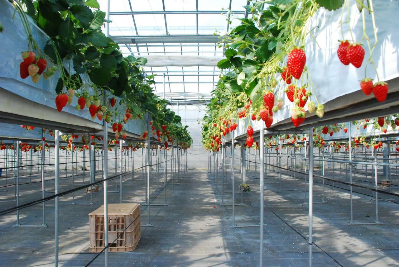 Fruit Park Fujiya Hotel Γιαμανάσι Εξωτερικό φωτογραφία