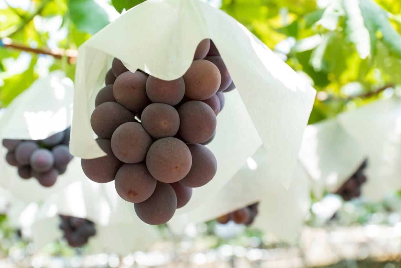 Fruit Park Fujiya Hotel Γιαμανάσι Εξωτερικό φωτογραφία